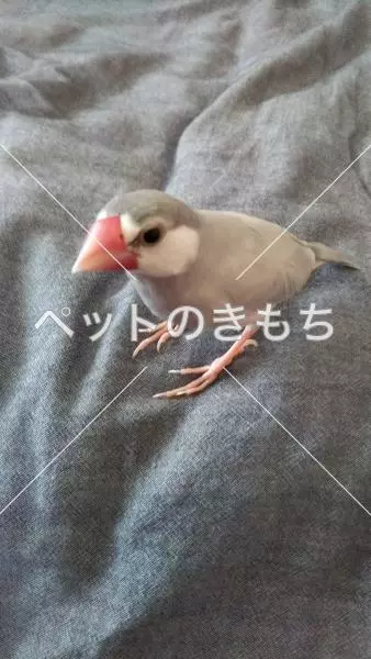 迷子鳥の画像