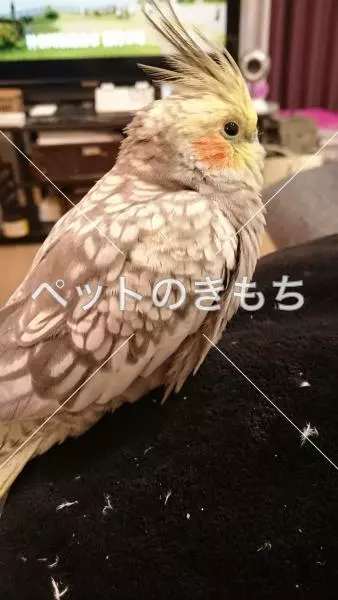 迷子鳥の画像