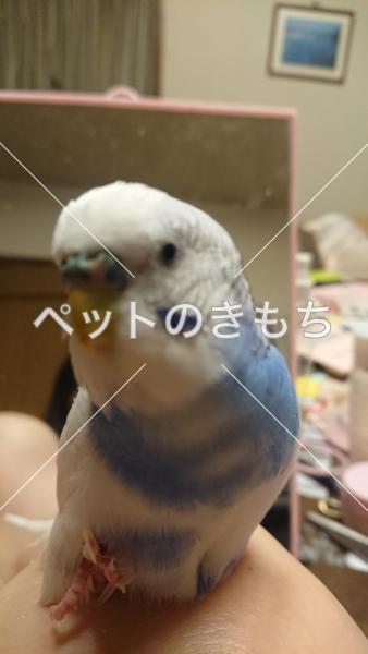 迷子鳥の画像