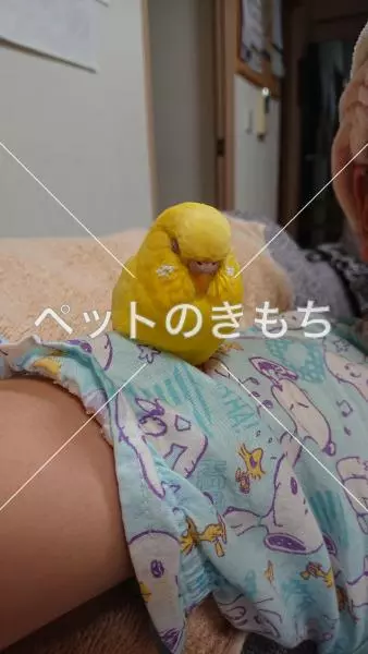 迷子鳥の画像