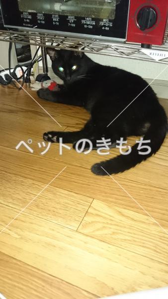 迷子猫の画像