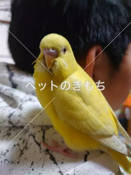 迷子鳥の画像