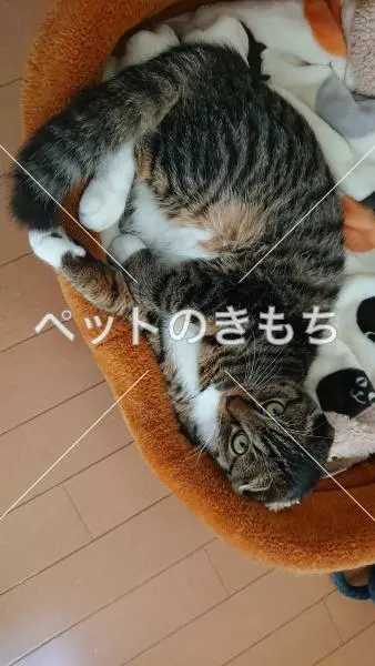 迷子猫の画像
