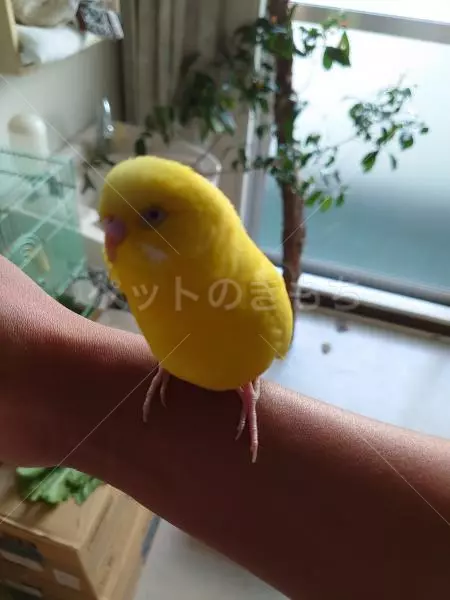 保護鳥の画像