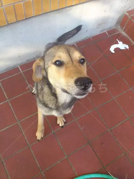 迷子犬の画像