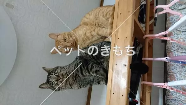 迷子猫の画像
