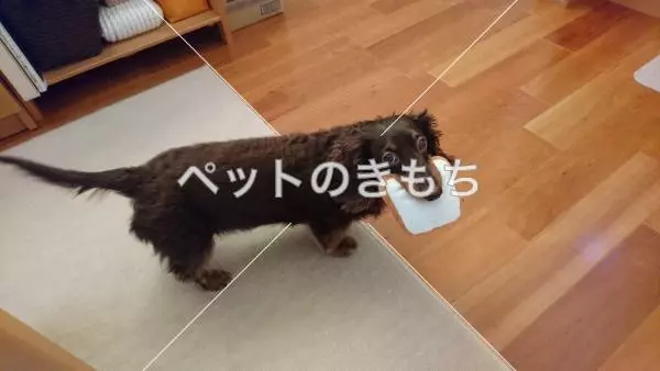 迷子犬の画像
