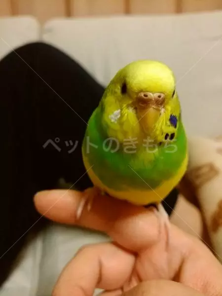 迷子鳥の画像