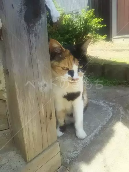 迷子猫の画像
