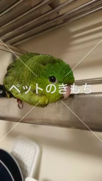 迷子鳥の画像
