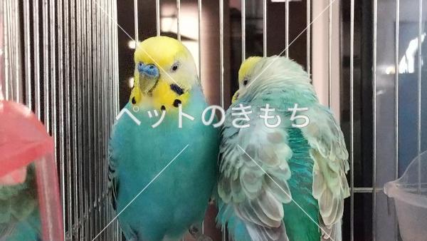 迷子鳥の画像