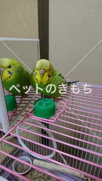 迷子鳥の画像