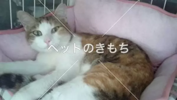 保護猫の画像