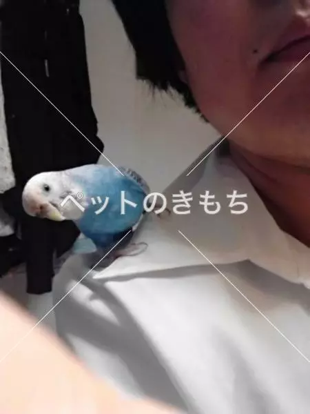 迷子鳥の画像