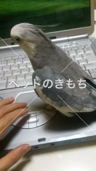 迷子鳥の画像