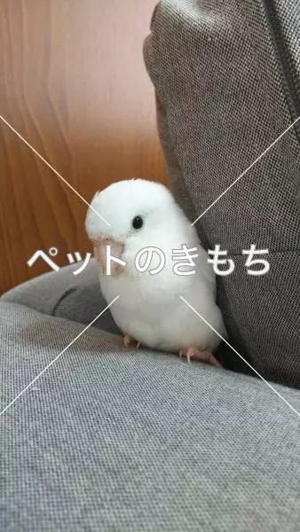 迷子鳥の画像