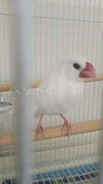 保護鳥の画像