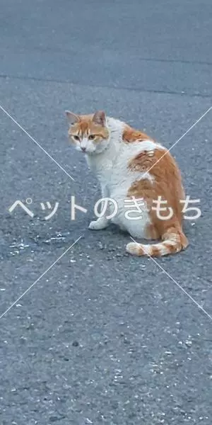 迷子猫の画像