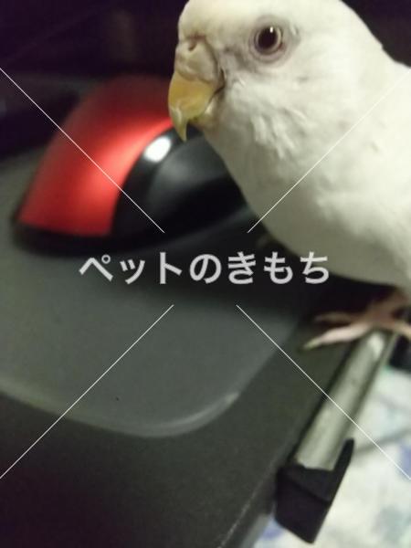 迷子鳥の画像