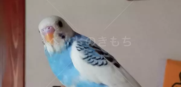 迷子鳥の画像