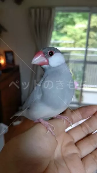 迷子鳥の画像