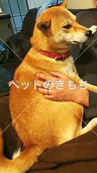 迷子犬の画像