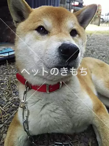 保護犬の画像