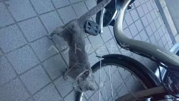 コメント投稿の画像