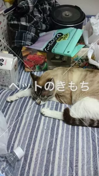 迷子猫の画像