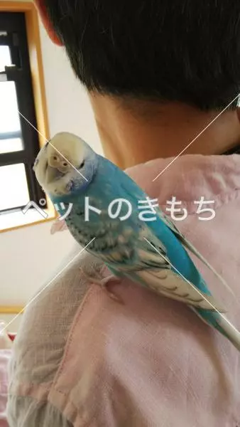 迷子鳥の画像