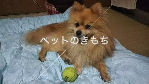 迷子犬の画像