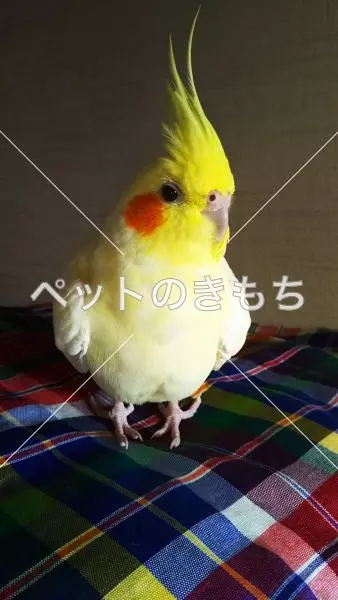 迷子鳥の画像