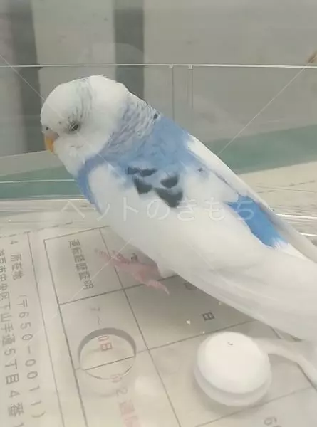 保護鳥の画像