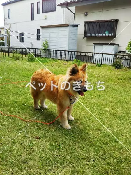 迷子犬の画像