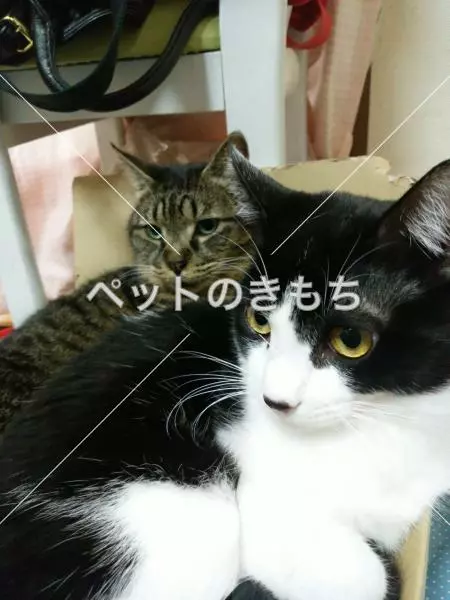 迷子猫の画像