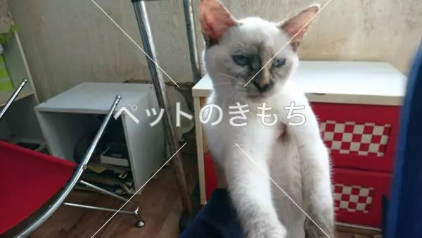 迷子猫の画像