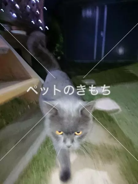 コメント投稿の画像