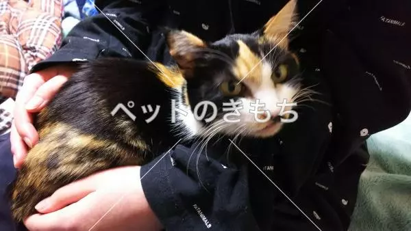 保護猫の画像