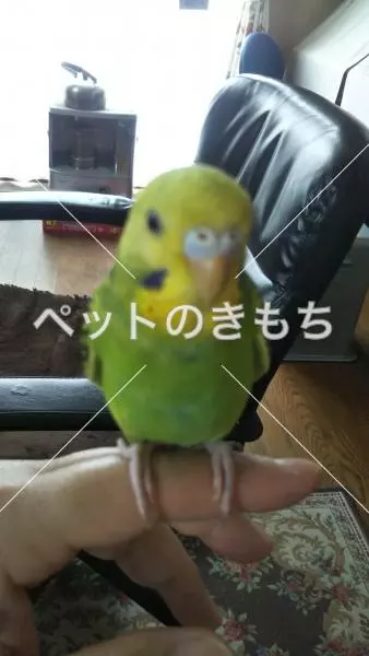 迷子鳥の画像