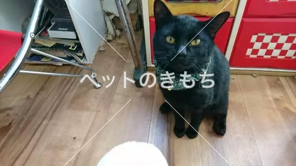 迷子猫の画像