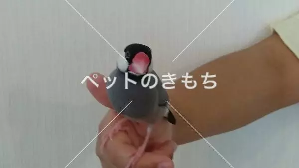 迷子鳥の画像