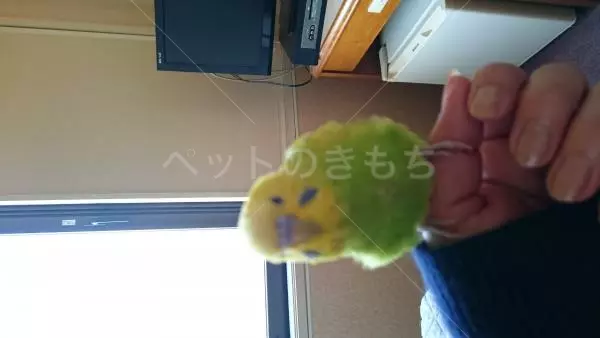 迷子鳥の画像