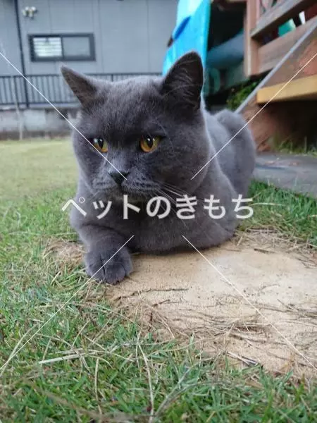 コメント投稿の画像