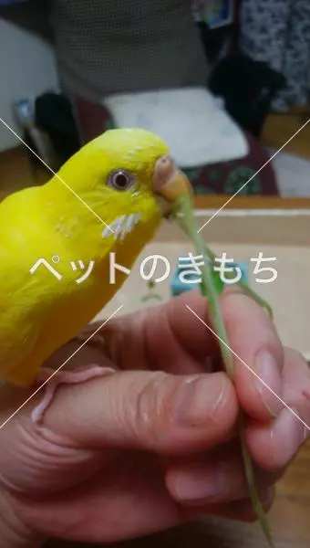 迷子鳥の画像