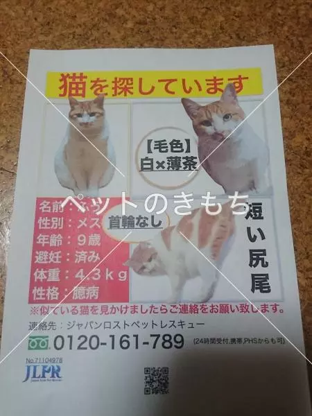 迷子猫の画像