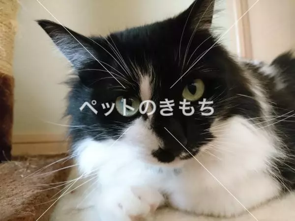 迷子猫の画像