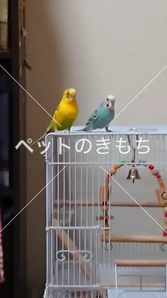 迷子鳥の画像