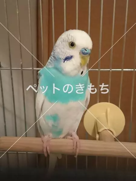 保護鳥の画像