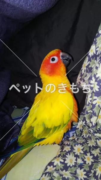 迷子鳥の画像