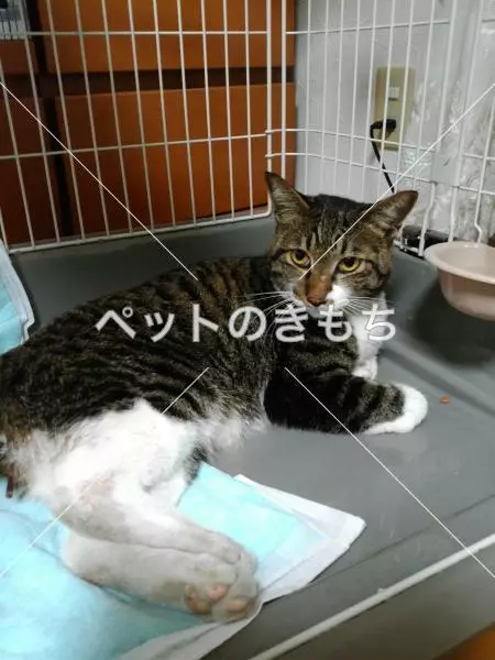保護猫の画像